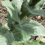 Verbascum boerhavii 叶