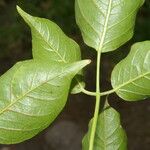 Bursera grandifolia List