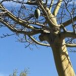 Ceiba speciosa പുറംതൊലി