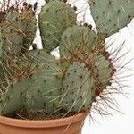 Opuntia macrocentra List