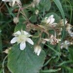 Rubus nigricans Blüte