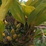 Stanhopea wardii Leaf