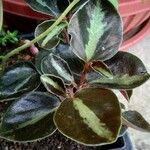 Peperomia verticillata Feuille