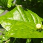 Jasminum sambac Leaf