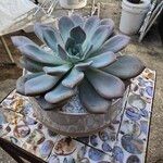 Echeveria laui Hoja