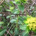 Euphorbia verrucosa Leaf