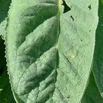 Verbascum densiflorum Leaf