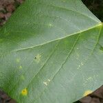 Erythrina globocalyx Lapas