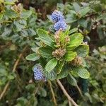 Ceanothus arboreus Цветок