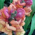 Antirrhinum majusBlüte