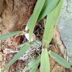 Maxillaria egertoniana Ліст