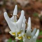 Dicentra cucullaria Flower