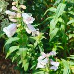 Penstemon cobaea Flower