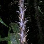 Pitcairnia atrorubens Іншае