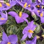 Exacum trinervium Blüte