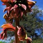 Beschorneria yuccoides Λουλούδι