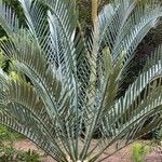 Encephalartos lehmannii Hoja