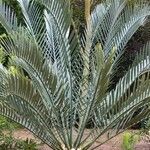 Encephalartos lehmannii ഇല