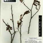 Cassia rubriflora Прочее