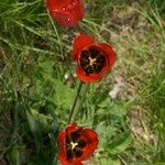Tulipa planifolia Anders
