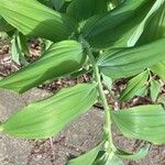 Polygonatum × hybridum Fuelha