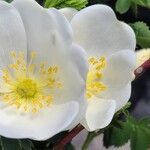 Rosa spinosissima Floro