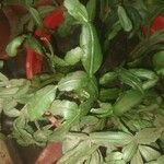 Schlumbergera bridgesii Fulla