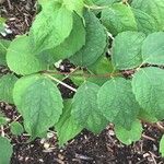 Philadelphus schrenkii Fulla