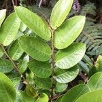 Phyllanthus phillyreifolius List