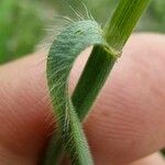 Bromus commutatus Leaf