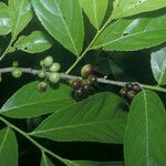 Casearia guianensis Fruit