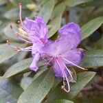 Rhododendron augustinii Flor
