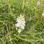 Orchis mascula x Orchis militaris Flower