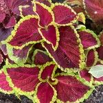 Coleus scutellarioides Blad