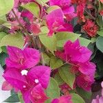 Bougainvillea glabraVirág