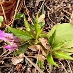 Cardamine pentaphyllos Ліст