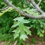 Quercus coccinea Foglia