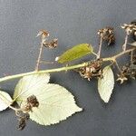 Rubus winteri Bloem