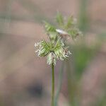 Dactyloctenium radulans Flor