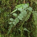 Asplenium barteri Folha