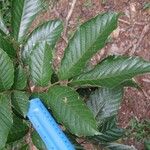 Cupania rufescens Leaf