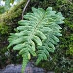 Polypodium vulgare Агульны выгляд