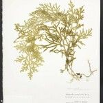 Selaginella conduplicata 叶