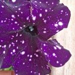 Petunia x atkinsiana പുഷ്പം