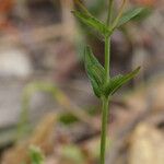 Hypericum australe ശീലം