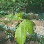 Terminalia catappa Fruto