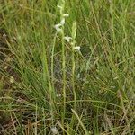 Spiranthes aestivalis Habit