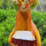 Calceolaria uniflora Kwiat