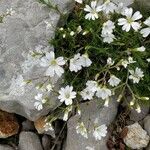 Cerastium alpinum 整株植物