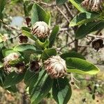 Dais cotinifolia Λουλούδι